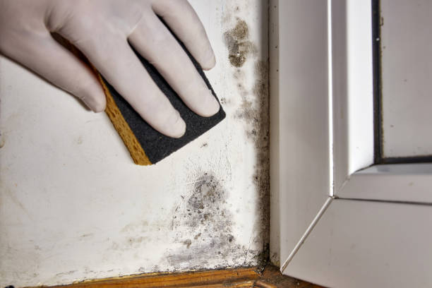 Best Attic Mold Removal  in Champion Heights, OH