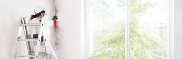 Best Basement Mold Removal  in Champion Heights, OH